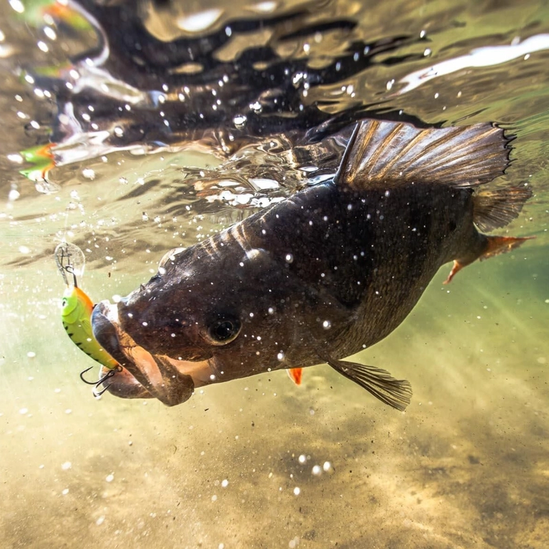 Salmo Rattlin Hornet Floating